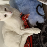 Tekir Kedi, Kedi  Pamuk fotoğrafı