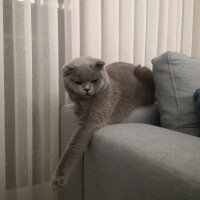 Scottish Fold, Kedi  Paşa fotoğrafı