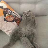 Scottish Fold, Kedi  Paşa fotoğrafı