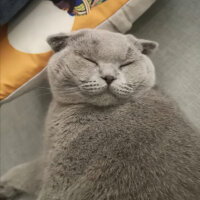 Scottish Fold, Kedi  Paşa fotoğrafı