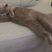 Scottish Fold, Kedi  Paşa fotoğrafı