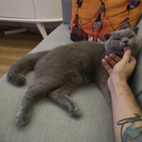 Scottish Fold, Kedi  Paşa fotoğrafı