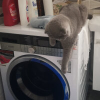 Scottish Fold, Kedi  Paşa fotoğrafı