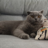 Scottish Fold, Kedi  Paşa fotoğrafı