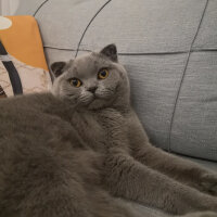 Scottish Fold, Kedi  Paşa fotoğrafı