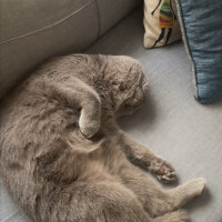 Scottish Fold, Kedi  Paşa fotoğrafı