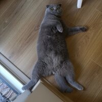 Scottish Fold, Kedi  Paşa fotoğrafı