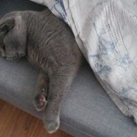 Scottish Fold, Kedi  Paşa fotoğrafı