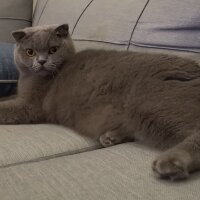 Scottish Fold, Kedi  Paşa fotoğrafı