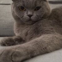 Scottish Fold, Kedi  Paşa fotoğrafı