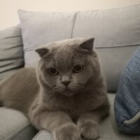 Scottish Fold, Kedi  Paşa fotoğrafı