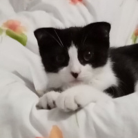 Scottish Fold, Kedi  Efe fotoğrafı
