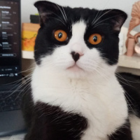 Scottish Fold, Kedi  Efe fotoğrafı