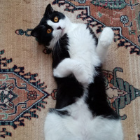 Scottish Fold, Kedi  Efe fotoğrafı