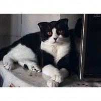 Scottish Fold, Kedi  Efe fotoğrafı