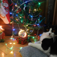 Scottish Fold, Kedi  Efe fotoğrafı