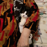 Scottish Fold, Kedi  Efe fotoğrafı