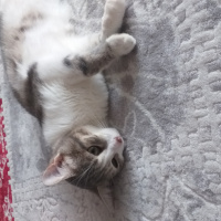 Tekir Kedi, Kedi  Lilith fotoğrafı