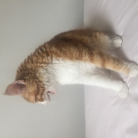 Sarman, Kedi  Badem fotoğrafı