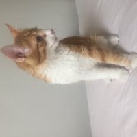 Sarman, Kedi  Badem fotoğrafı