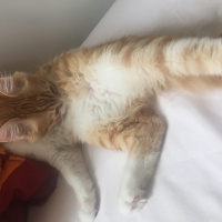 Sarman, Kedi  Badem fotoğrafı