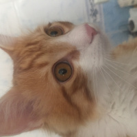 Sarman, Kedi  Badem fotoğrafı