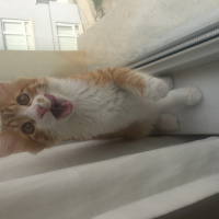 Sarman, Kedi  Badem fotoğrafı