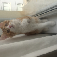 Sarman, Kedi  Badem fotoğrafı