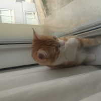 Sarman, Kedi  Badem fotoğrafı