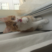 Sarman, Kedi  Badem fotoğrafı