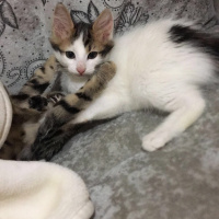 Tekir Kedi, Kedi  Salem fotoğrafı