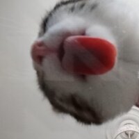 Tekir Kedi, Kedi  Lily fotoğrafı