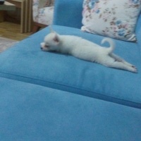 Pomeranyalı, Köpek  papi fotoğrafı