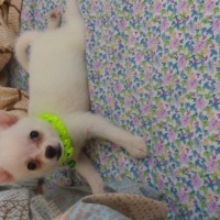 Pomeranyalı, Köpek  papi fotoğrafı