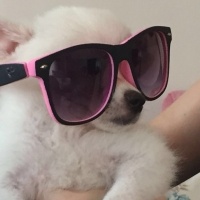 Pomeranyalı, Köpek  papi fotoğrafı