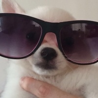 Pomeranyalı, Köpek  papi fotoğrafı