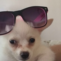 Pomeranyalı, Köpek  papi fotoğrafı