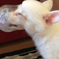 Pomeranyalı, Köpek  papi fotoğrafı
