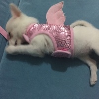 Pomeranyalı, Köpek  papi fotoğrafı