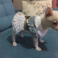 Pomeranyalı, Köpek  papi fotoğrafı