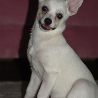 Pomeranyalı, Köpek  papi fotoğrafı