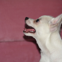 Pomeranyalı, Köpek  papi fotoğrafı