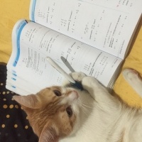 Tekir Kedi, Kedi  Çıtır fotoğrafı