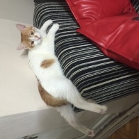 Tekir Kedi, Kedi  Çıtır fotoğrafı