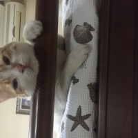 Tekir Kedi, Kedi  Çıtır fotoğrafı