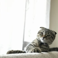 Scottish Fold, Kedi  Lena fotoğrafı