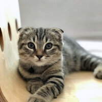 Scottish Fold, Kedi  Lena fotoğrafı