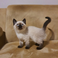 British Shorthair, Kedi  uzay fotoğrafı