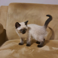 British Shorthair, Kedi  uzay fotoğrafı