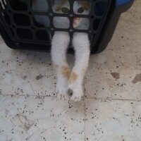 Tekir Kedi, Kedi  Minnoş  fotoğrafı